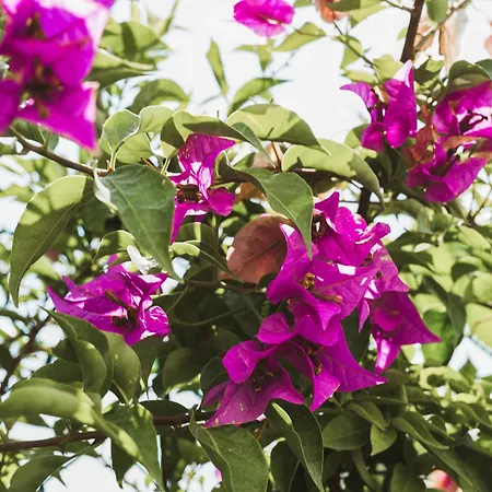 Il Segreto Dei Viaggiatori - Roma אורטונה