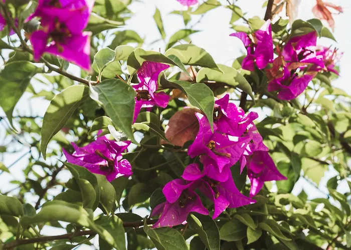 Il Segreto Dei Viaggiatori - Roma Ortona